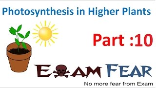 Biology Photosynthesis in Higher Plants Part 10 Photophosphorylation CBSE class 11 XI [upl. by Ahsatniuq702]