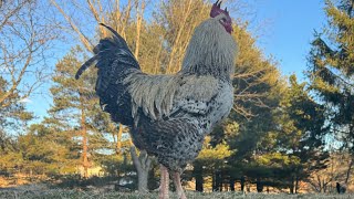 Chicken Auto Feeder [upl. by Nealson318]