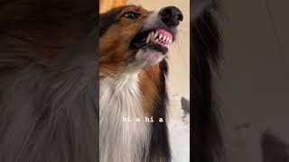 Dog song dog cute song ytshorts germanshepherd husky youtubeshorts [upl. by Annazor]