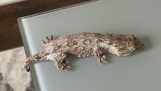 So you want to produce Leachianus Geckos What can go wrong [upl. by Lucian]