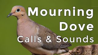 Mourning Dove Calls and Sounds 2024  The THREE noises these birds make [upl. by Ahsikat]