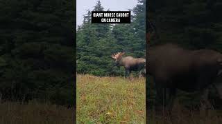 Giant Moose Caught on Camera  North America wildlife moose northamerica [upl. by Shivers]