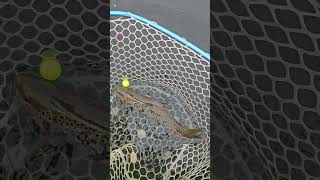 Late season Brown Trout in the net 102924 [upl. by Hairem]