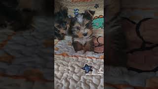 teacup yorkie puppies Chicago yorkie yorkiegram dogbreed yorkiepuppies chicago yorkiebreeder [upl. by Nalra]