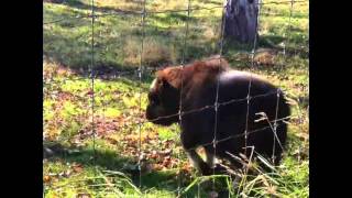 Baby Muskox [upl. by Shellie696]