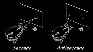 SaccadeAntisaccade [upl. by Ardnic249]