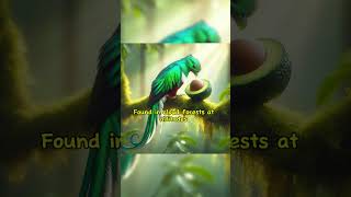 Resplendent quetzal earth facts ecosystem wildlife birds birdslover nature forestlife [upl. by Rhodie]