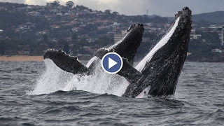 Humpback Whales Synchronised Breach [upl. by Gnut]