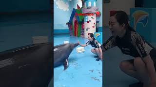 Dolphin lover 💝 💞🤗ll 💙 WhatsApp status video 📸 youtubeshorts shorts short shortvideo [upl. by Bamberger]