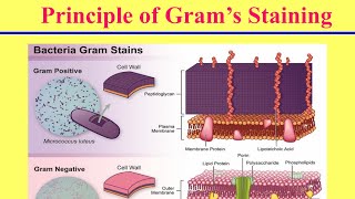 سكشن عملى الصبغة البكتيرية Bacterial Staining [upl. by Gilberto]