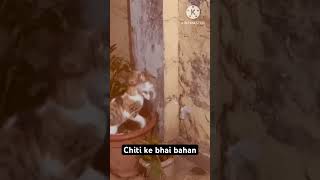 Chiti ke bhai bahan [upl. by Anselmi]