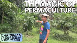 Epic Food Forest Tour Abundant Fresh Fruits amp Vegetables After 1 Year [upl. by Tsirc]