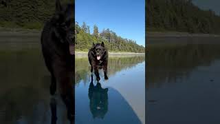 Funny Schipperke Dog Runs Into Camera [upl. by Krik]