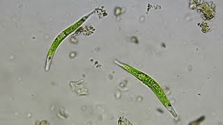 Extremophile  Euglena mutabilis [upl. by Doelling]