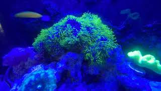 Green Star Polyps Blooming in TimeLapse Video [upl. by Dorcy]