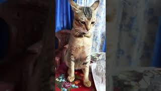 Notun Shongshare Paliye Gelo 🧿 cat paramsundari catlover [upl. by Dyana178]