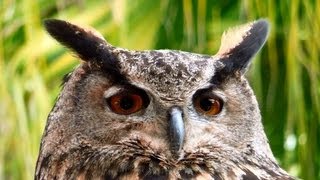 Eurasian EagleOwl Bubo bubo San Diego Zoo Safari Park [upl. by Niltak]