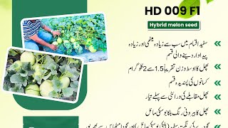 Hybrid Melon Seedagriculture farming melon [upl. by Ylro]