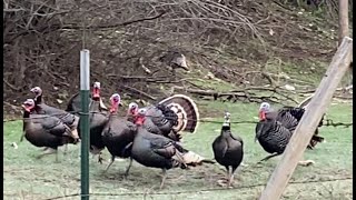 Merriams Turkey In Washington State [upl. by Ylil]