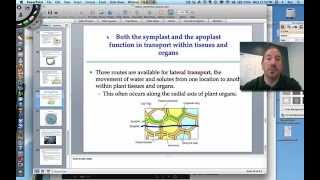 Water Potential in Plants [upl. by Hamo317]