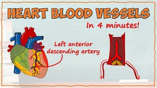 Blood Supply of the Heart [upl. by Anilok]