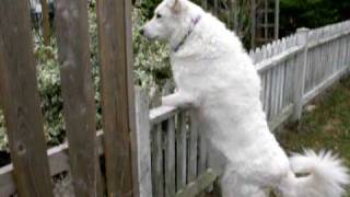 Maremma Sheepdog [upl. by Cornela]