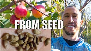 How To Grow An Apple Tree From SEED to FRUIT 🍎 In 3 YEARS [upl. by Weksler]