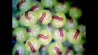 Polypodium vulgare time lapse [upl. by Towland831]