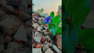 Flower status song  flower Hindi song video  fullscreen status short sunday [upl. by Weismann228]