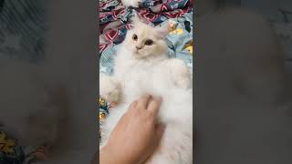 Muffy ka gussa 😡😡 cat pets catlover cute viralshort [upl. by Imac]