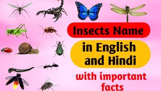 Insects Name। Insects Name in English and Hindi। कीड़े मकोड़ो के नाम। [upl. by Fries]