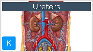 Ureters  Function Definition and Anatomy  Human Anatomy  Kenhub [upl. by Tamar]