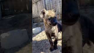 Baby Spotted Hyenas Being Adorable shorts [upl. by Had124]