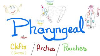 Pharyngeal Arches Pouches and Clefts Grooves  Branchial Apparatus  Embryology [upl. by Ekul]