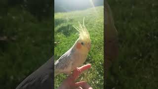 Cockatiel on the grass no harness cockatiel parrot birds pets love [upl. by Bullard584]