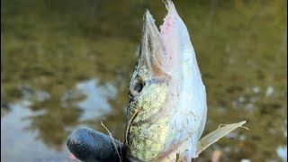 2 PICKEREL Fishing with makeshift lures and worms and catching 16 inchers [upl. by Aicargatla]