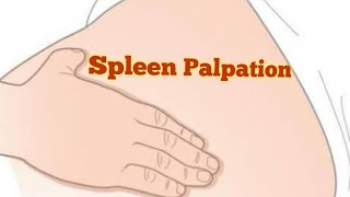 Spleen Palpation  Physical Examination  Techniques For clinical Practice☝️ [upl. by Higbee]