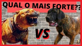 FILA BRASILEIRO VS PRESA CANÁRIO  Qual o cachorro mais forte [upl. by Wait]