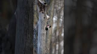 RedHeaded Woodpecker vs Starling shorts viral nature woodpecker starling fight birds [upl. by Ennyletak698]