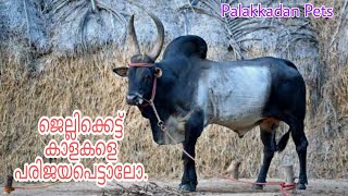 Jallikattu kangayam bull  ജെല്ലിക്കെട്ട് കാളകളെ പരിജയപെട്ടാലോ  Malayalam Palakkadan pets [upl. by Nole]