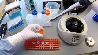 DNA Extraction Protocol  Part 2 [upl. by Forta617]