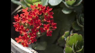 Growing Kalanchoe Blossfeldiana [upl. by Yniar990]