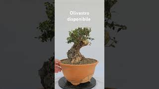 Olivastro disponibile Spedisco bonsai japan bonsaitree garden bonsailife [upl. by Atwekk]