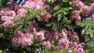 TREES IN BLOOM CASSIA GRANDIS CASSIA ROSA Decorative plants [upl. by Esme662]