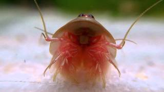 Triops living fossils  up close [upl. by Ayinat]