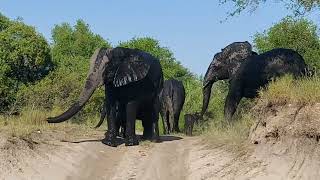 Elefanten nach SchlammbadMakutsi Safari Farm Südafrika [upl. by Hoebart]