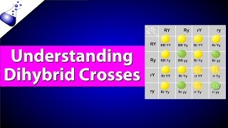 Dihybrid Genetic Cross [upl. by Durham]