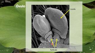 BOTÁNICA Unidad 4 Flor Receptáculo y simetría floral Óvulos 5° de 5 vídeos [upl. by Ialocin]