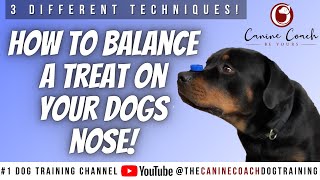 Balance A Treat Or Object On Your Dogs Nose Ready For YouTube puppy [upl. by Fairbanks647]