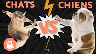 CHIENS VS CHATS qui va gagner [upl. by O'Connor]